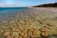 AUS - Thrombolites o2887